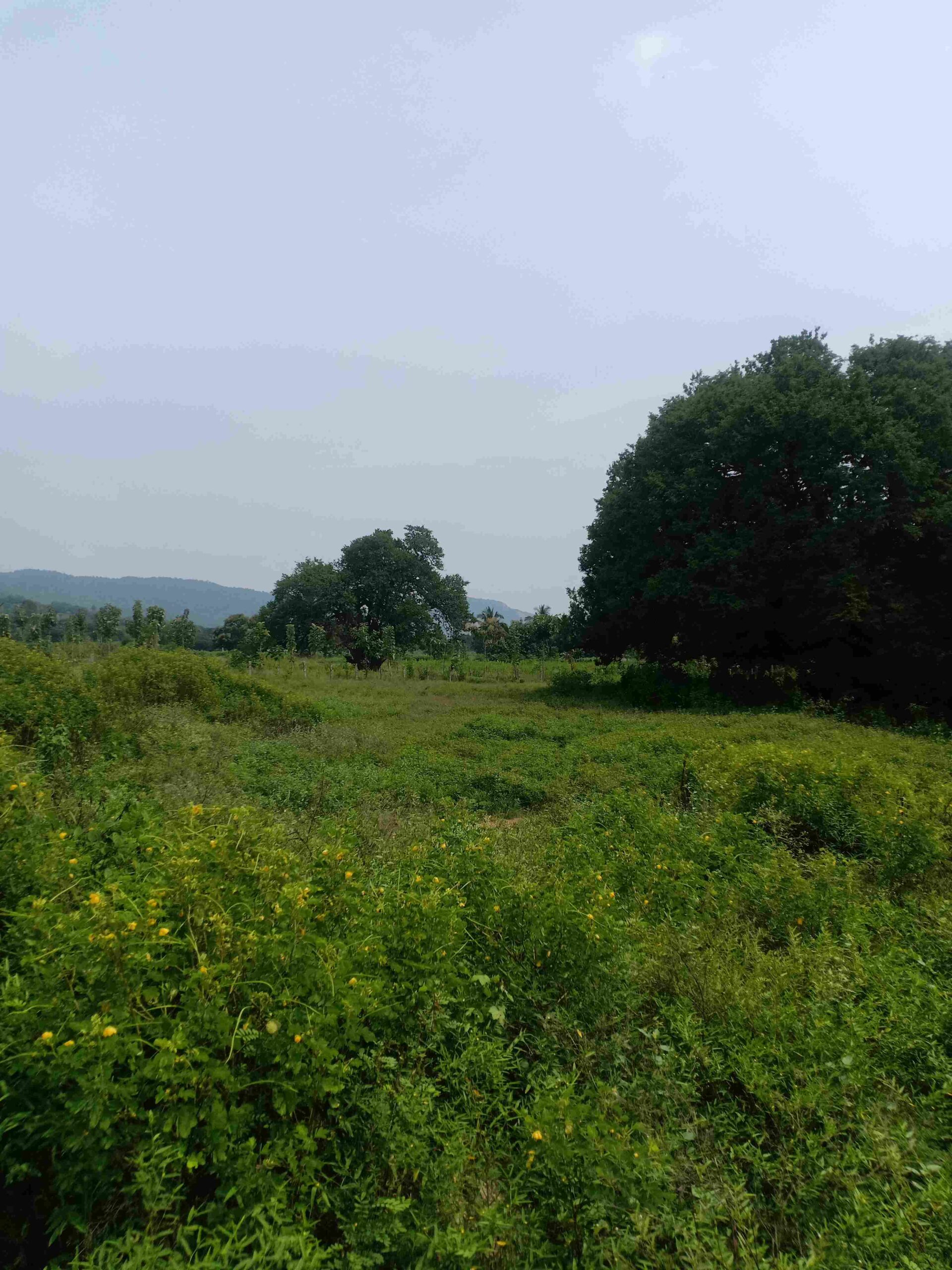 Agriculture land in Hosur